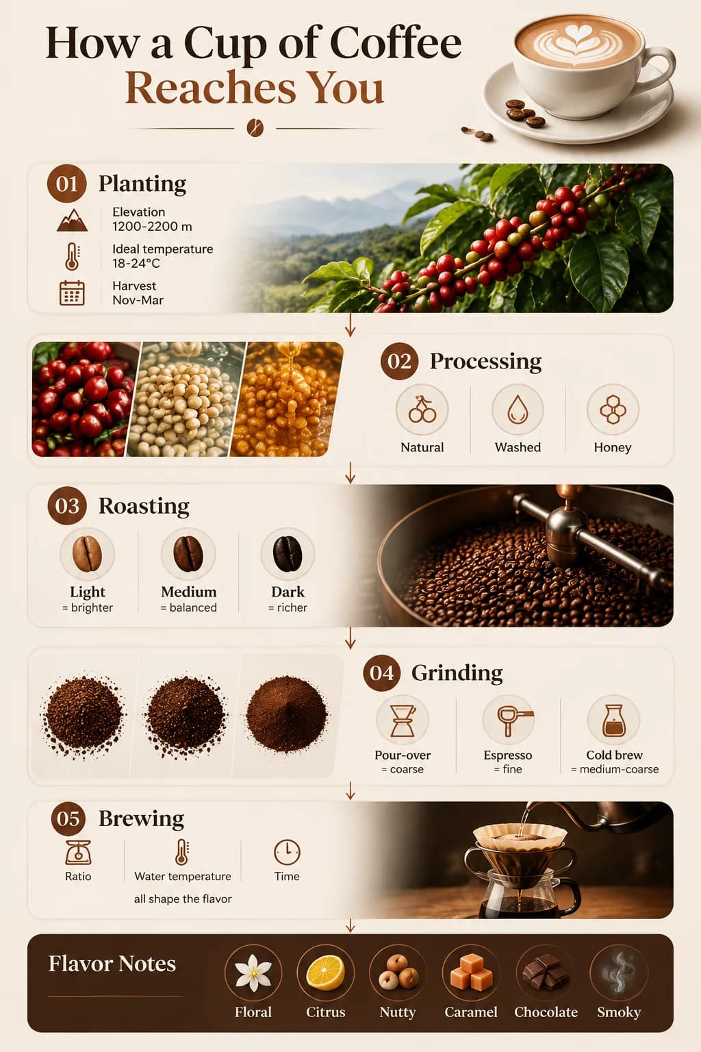 Infografik: Der Weg des Kaffees